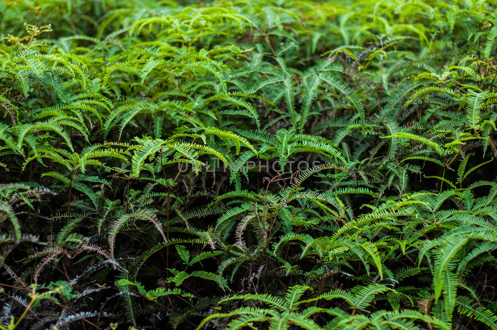 Background of green plant