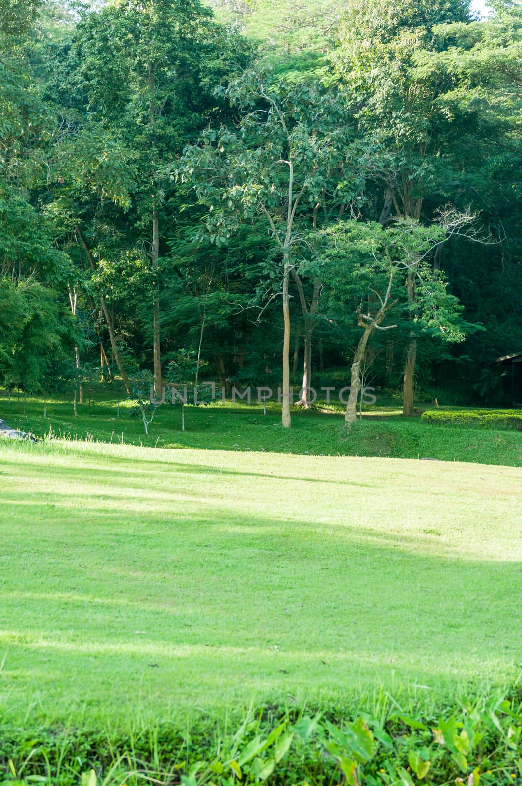 Green of Garden Landscape by sayhmog