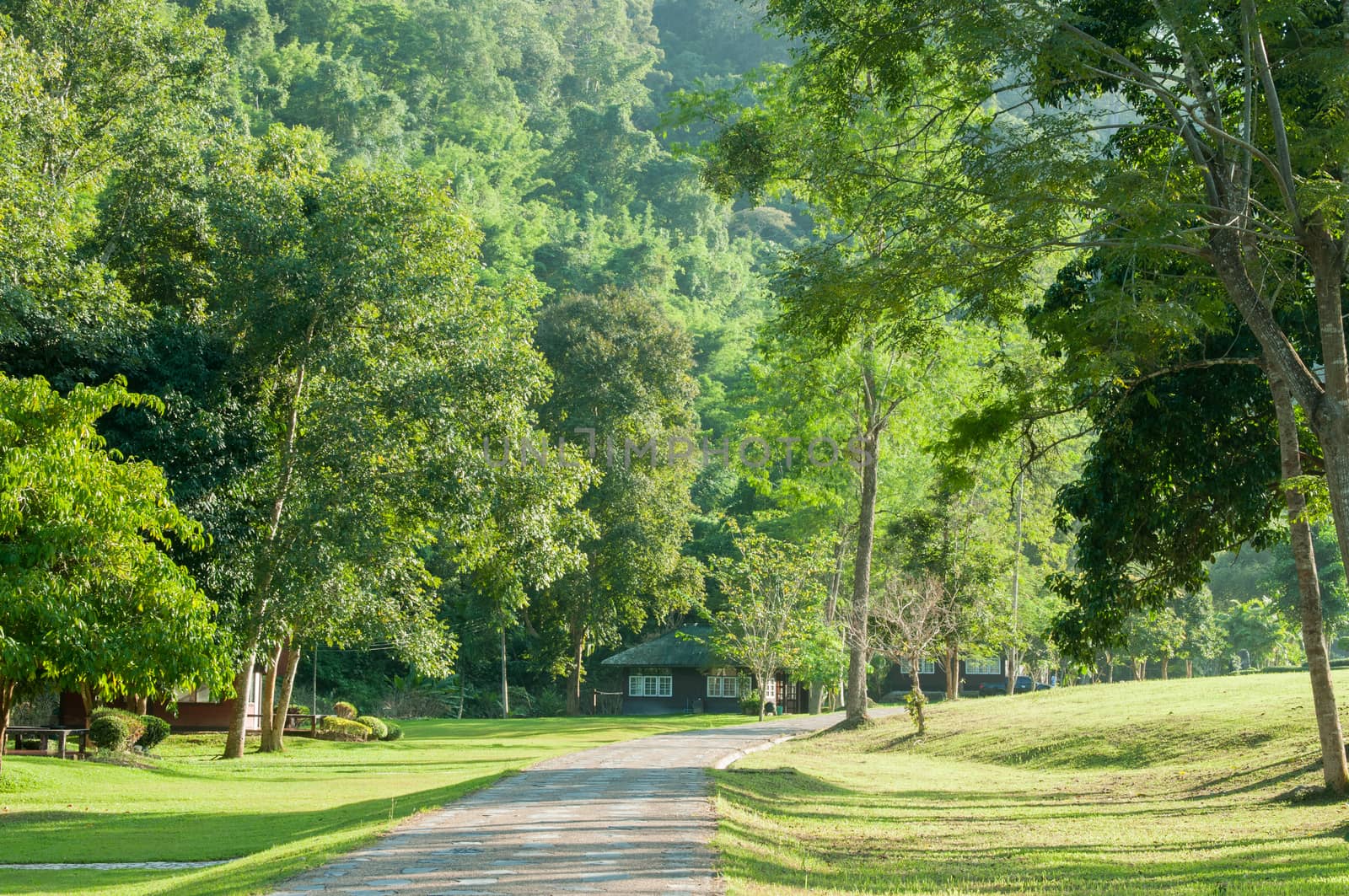 Road in the Sri Sat Cha Na Lai national park landscape, Sukhothai, Thailand