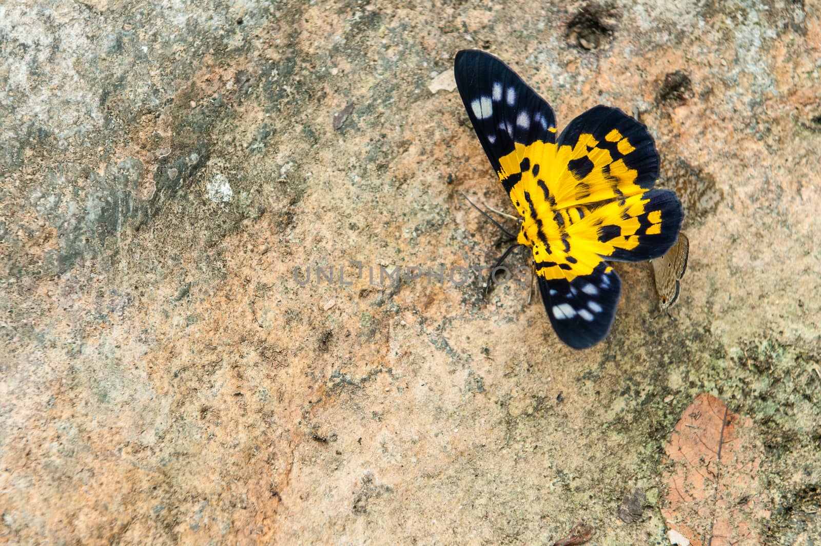 Closeup of Yellow Butterfly on stone by sayhmog