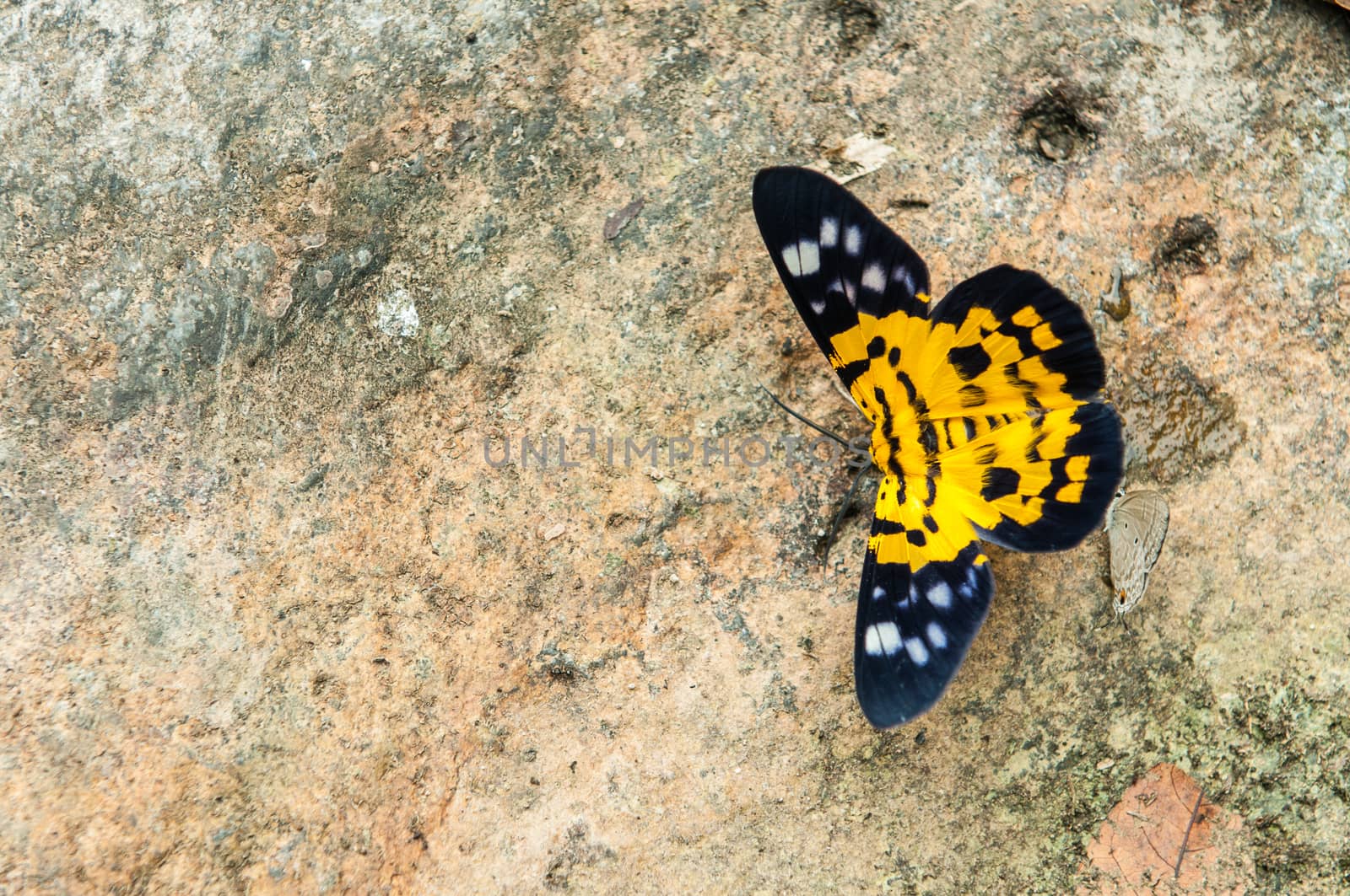 Closeup of Yellow Butterfly on stone
