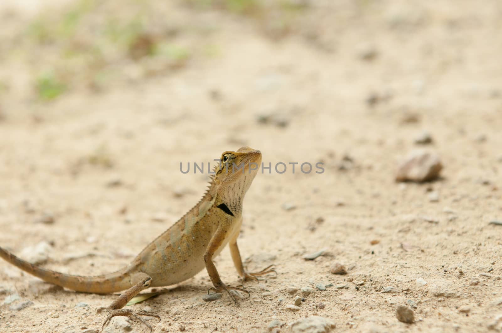 closeup of lizard in the forest