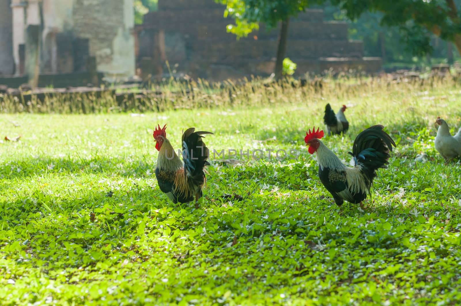 Bantam Animal in garden