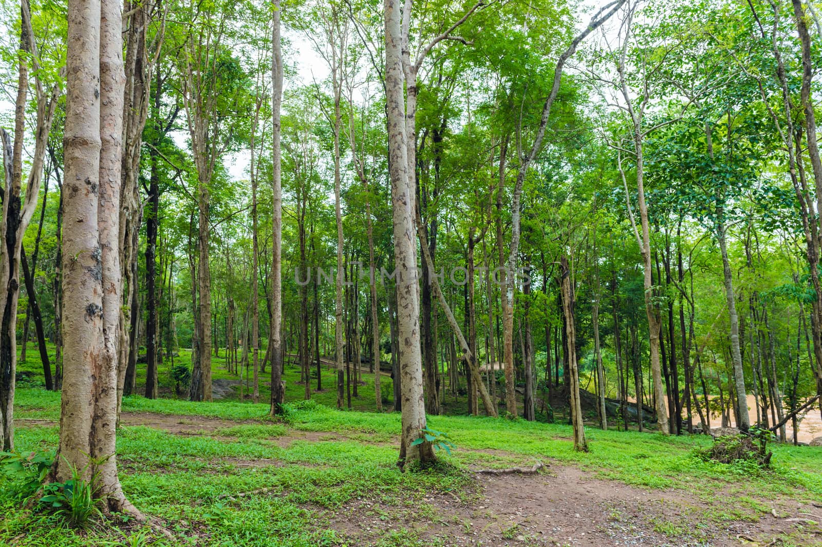 Tree nature Park Landscape