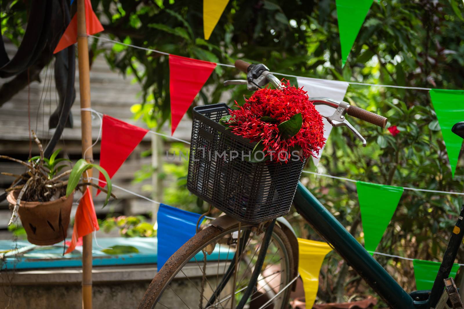 Closeup of red flower in bicycle basket