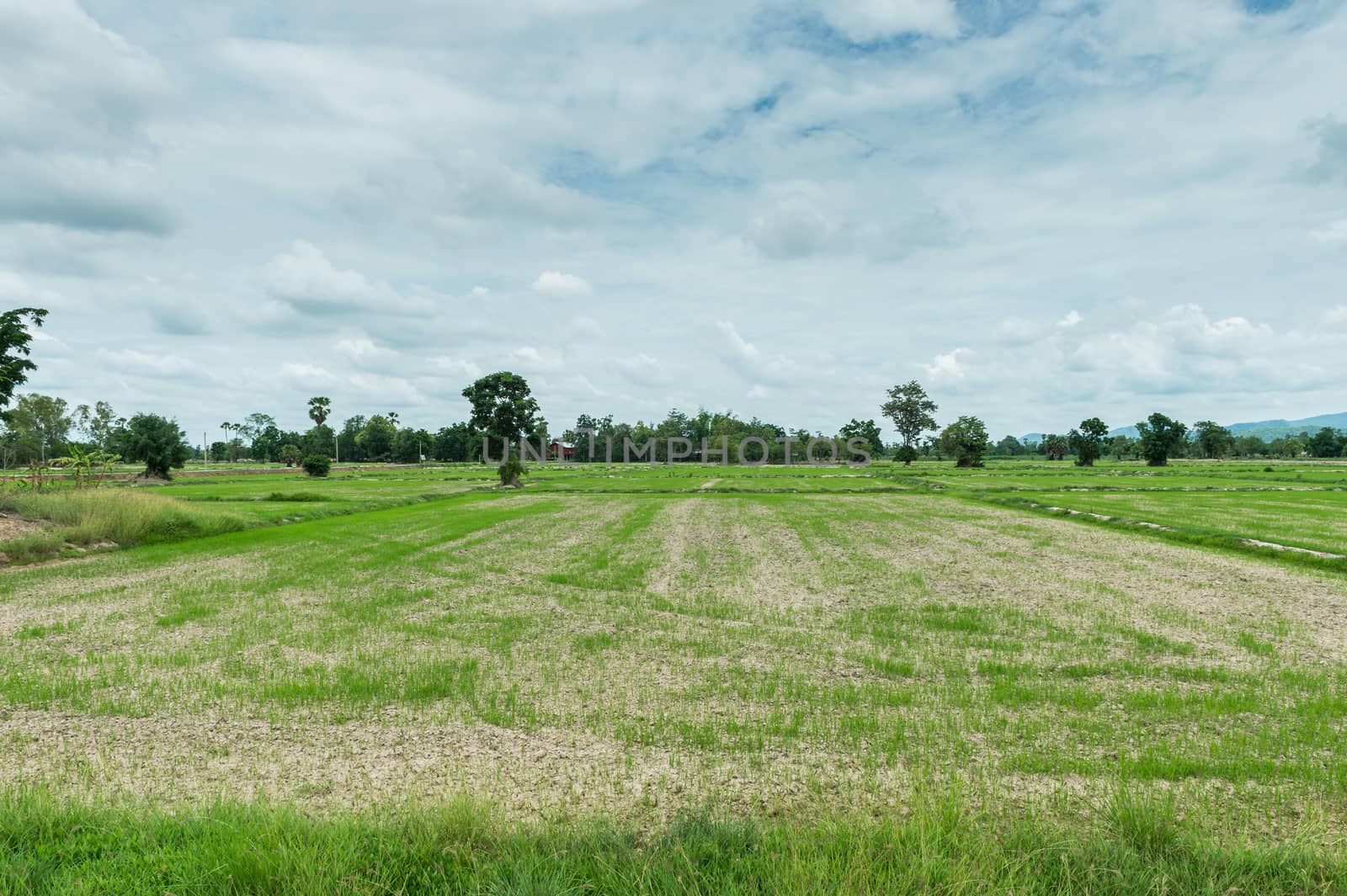 farm rice and clouds sky landscape