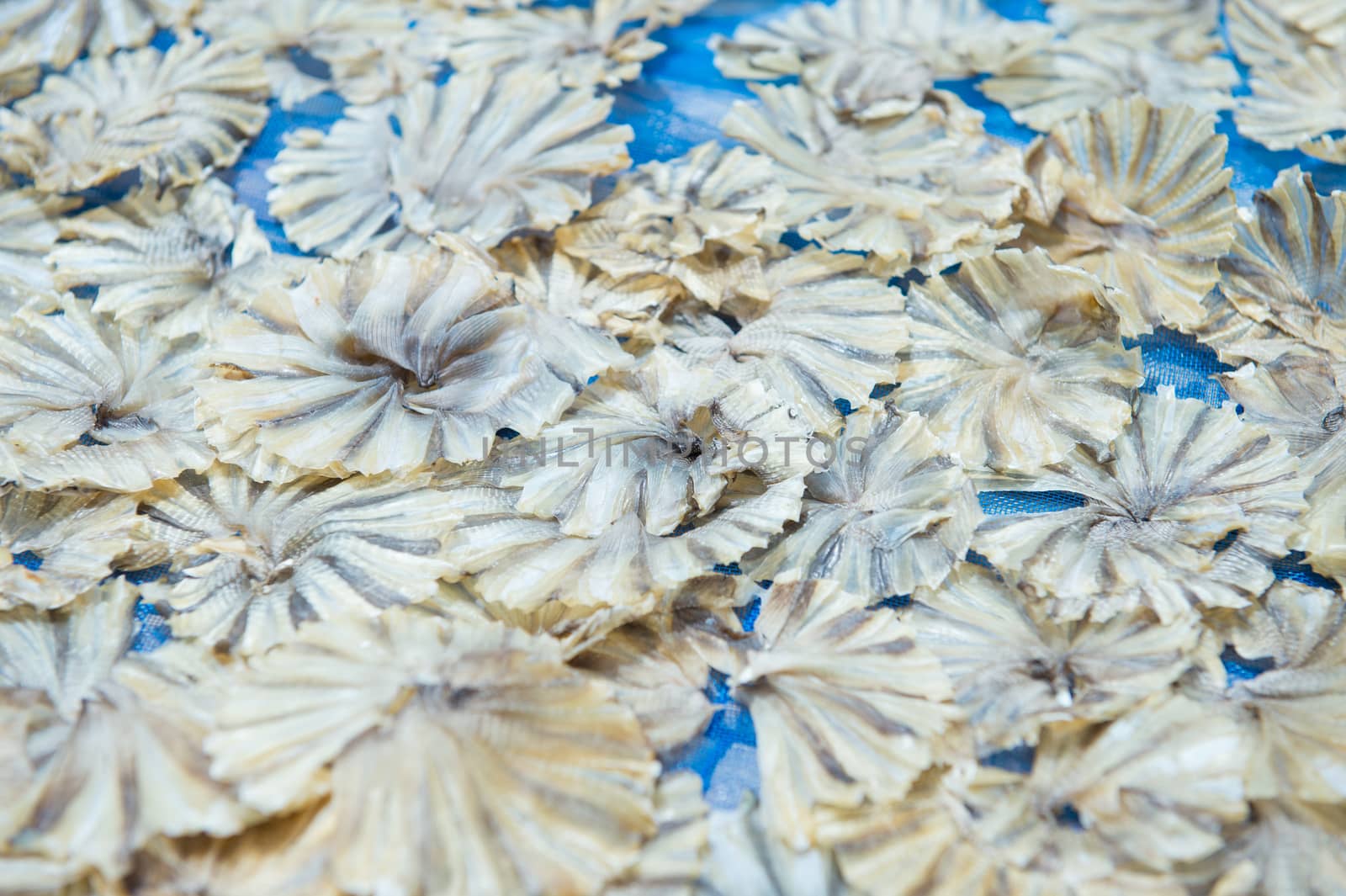 Sea fish shape circle, preservation food and sale in market