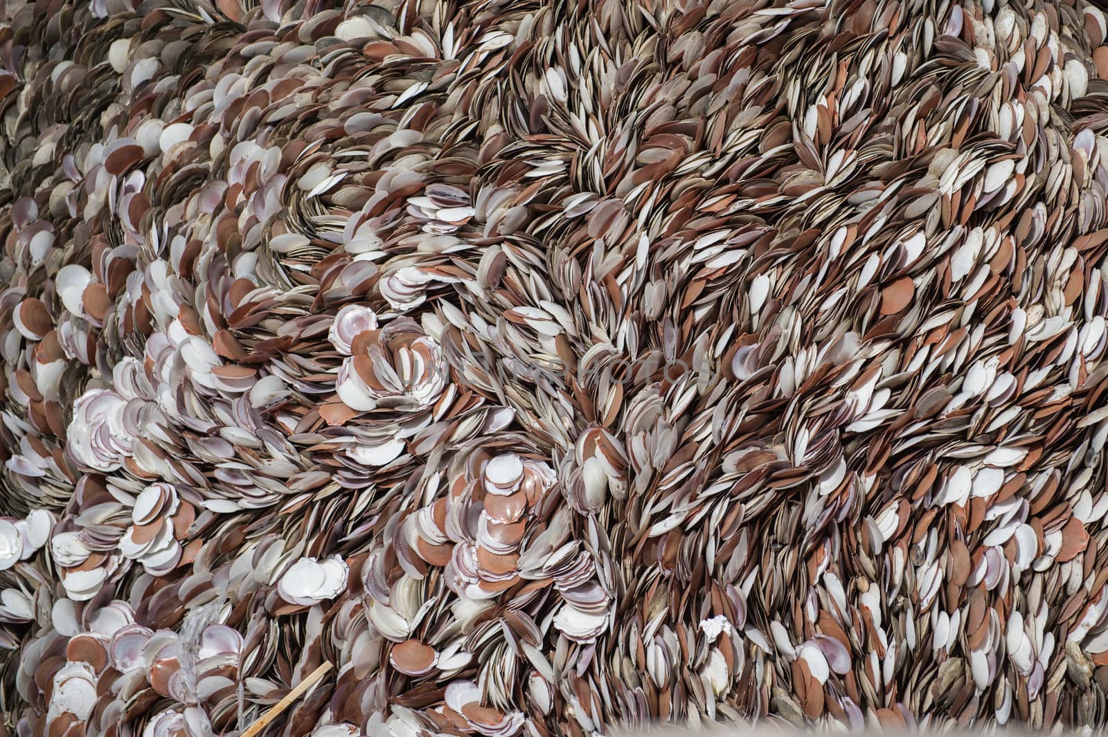 Pattern background of die shellfish