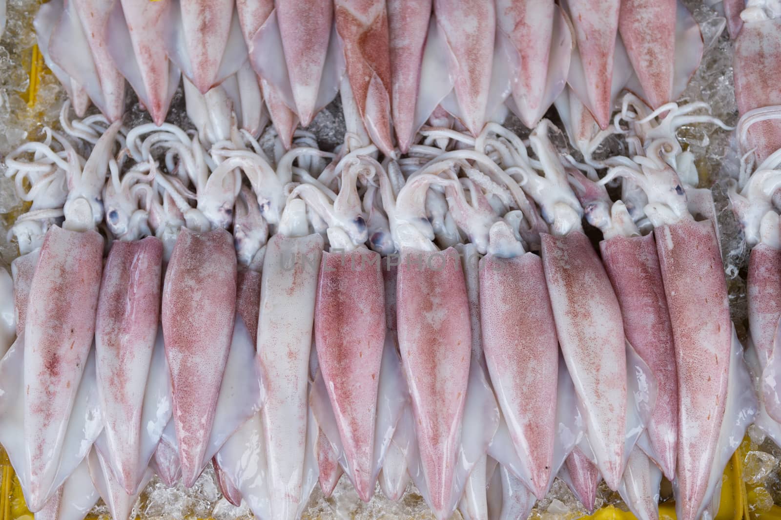 Closeup of squid background
