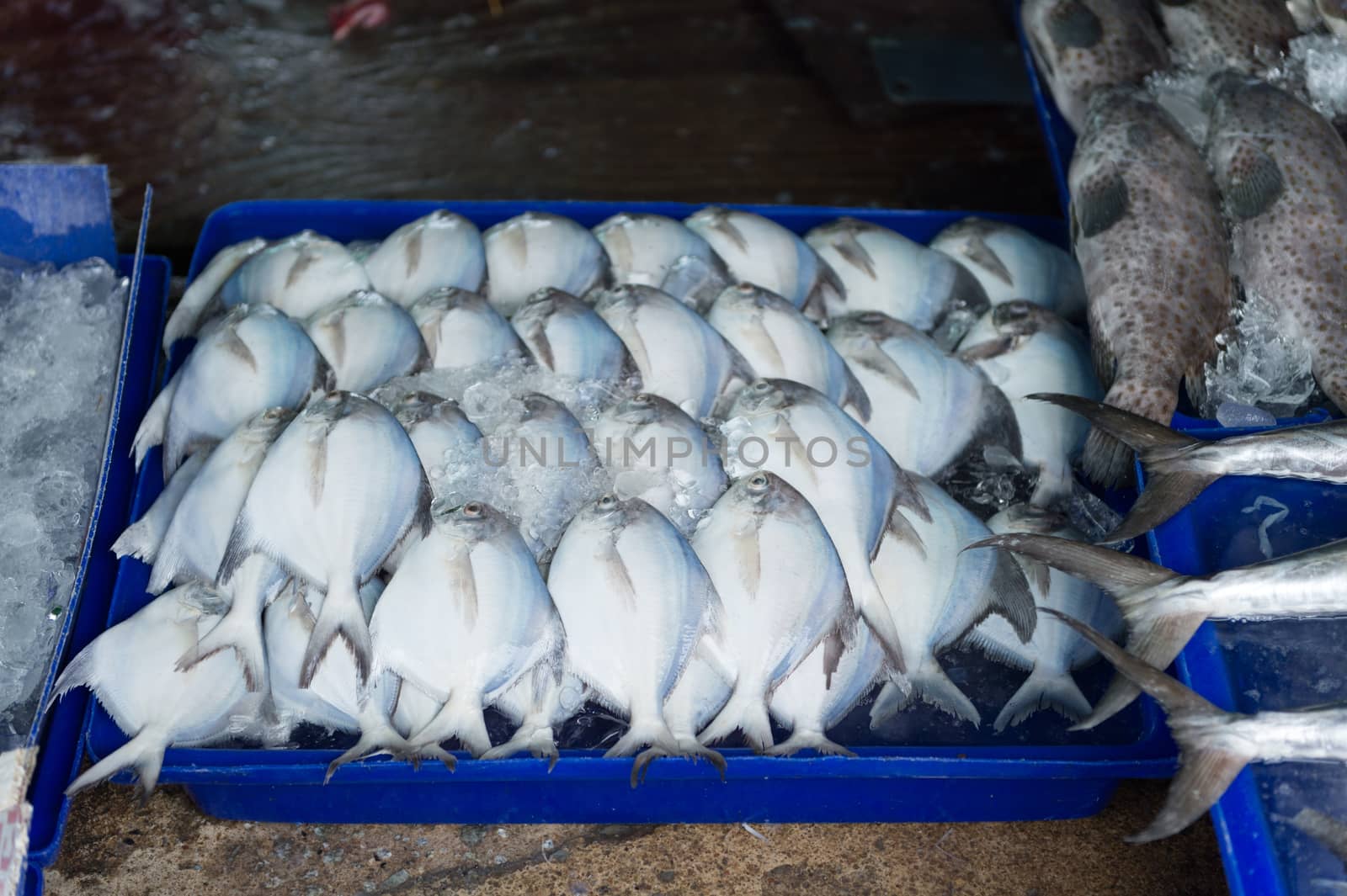 Pompano White in fish market