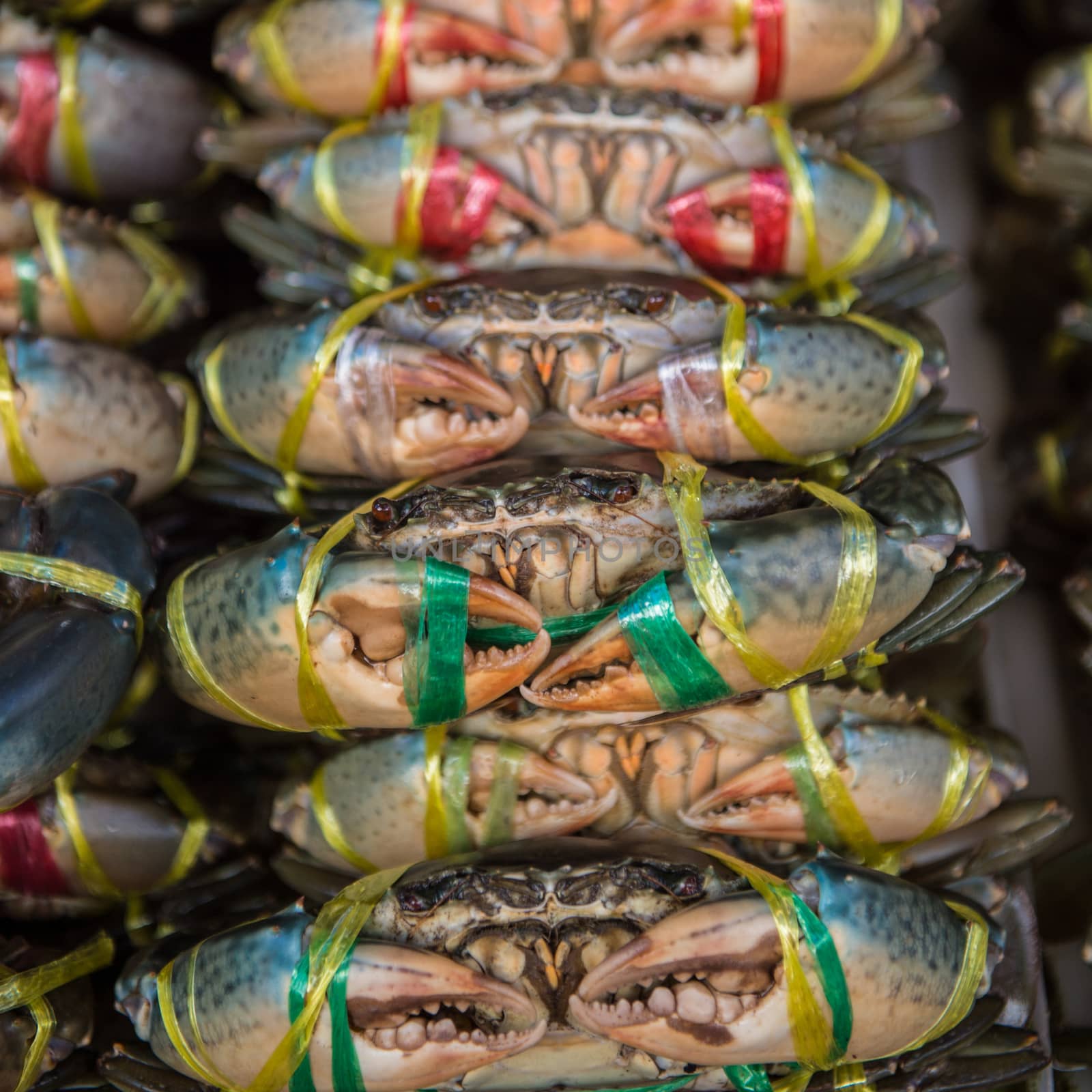 Closeup of sea crab in market