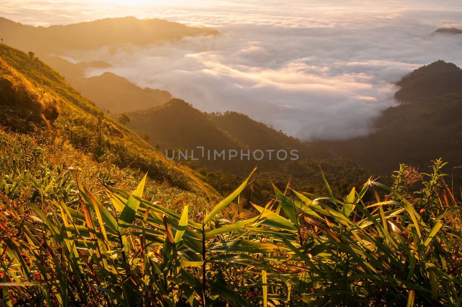 Phu Chi Fa mountain landscape with sunrise, Thailand