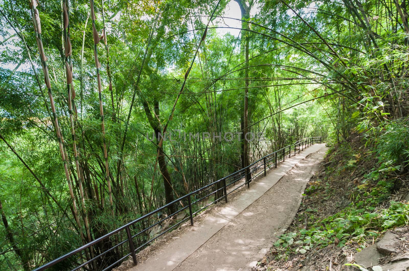Walk path in forest, travel of Phukradueng, Loei province, Thailand