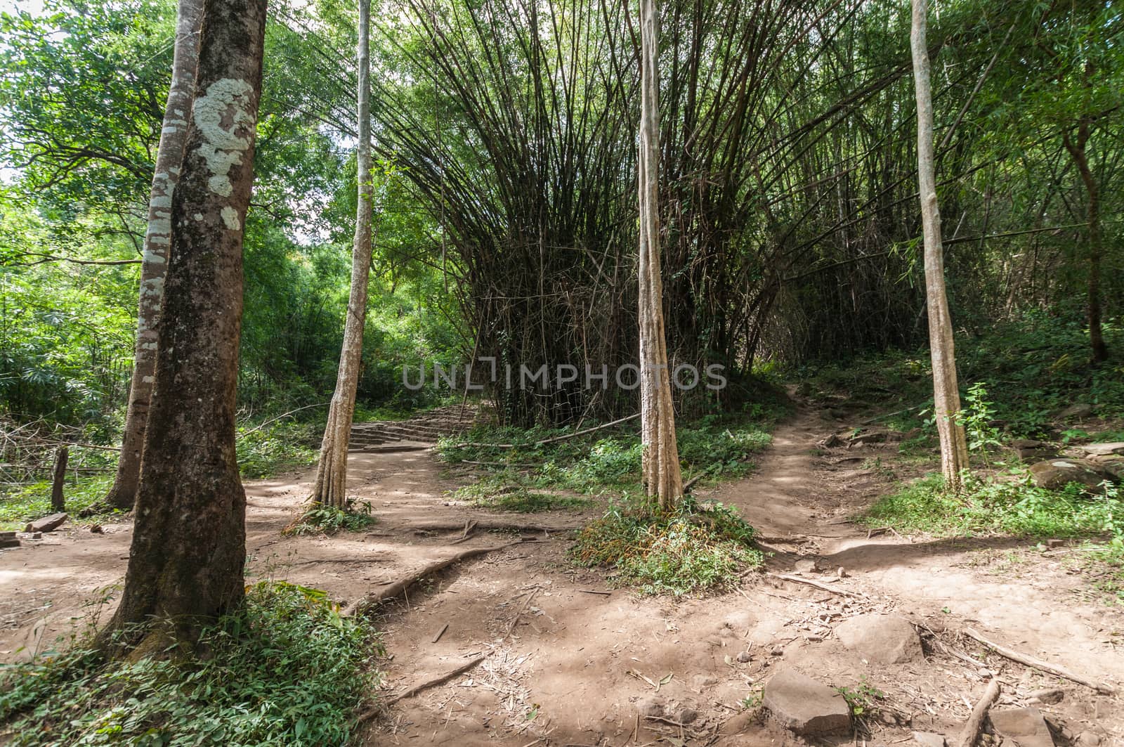 soil path in forest landscape