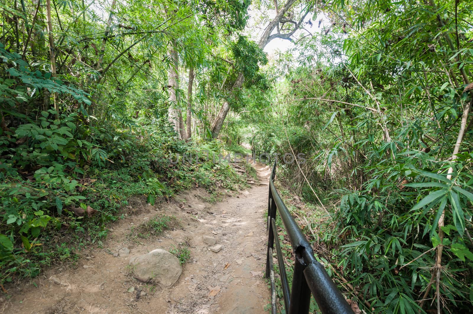 soil path in forest landscape