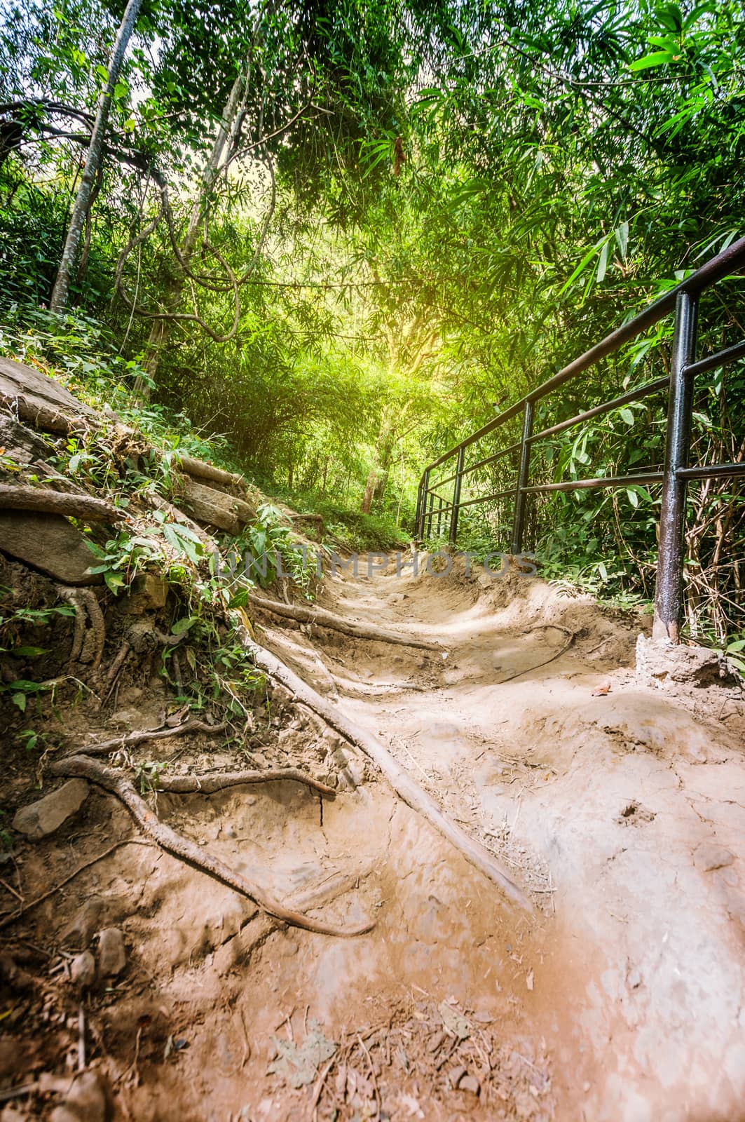 soil path in forest landscape