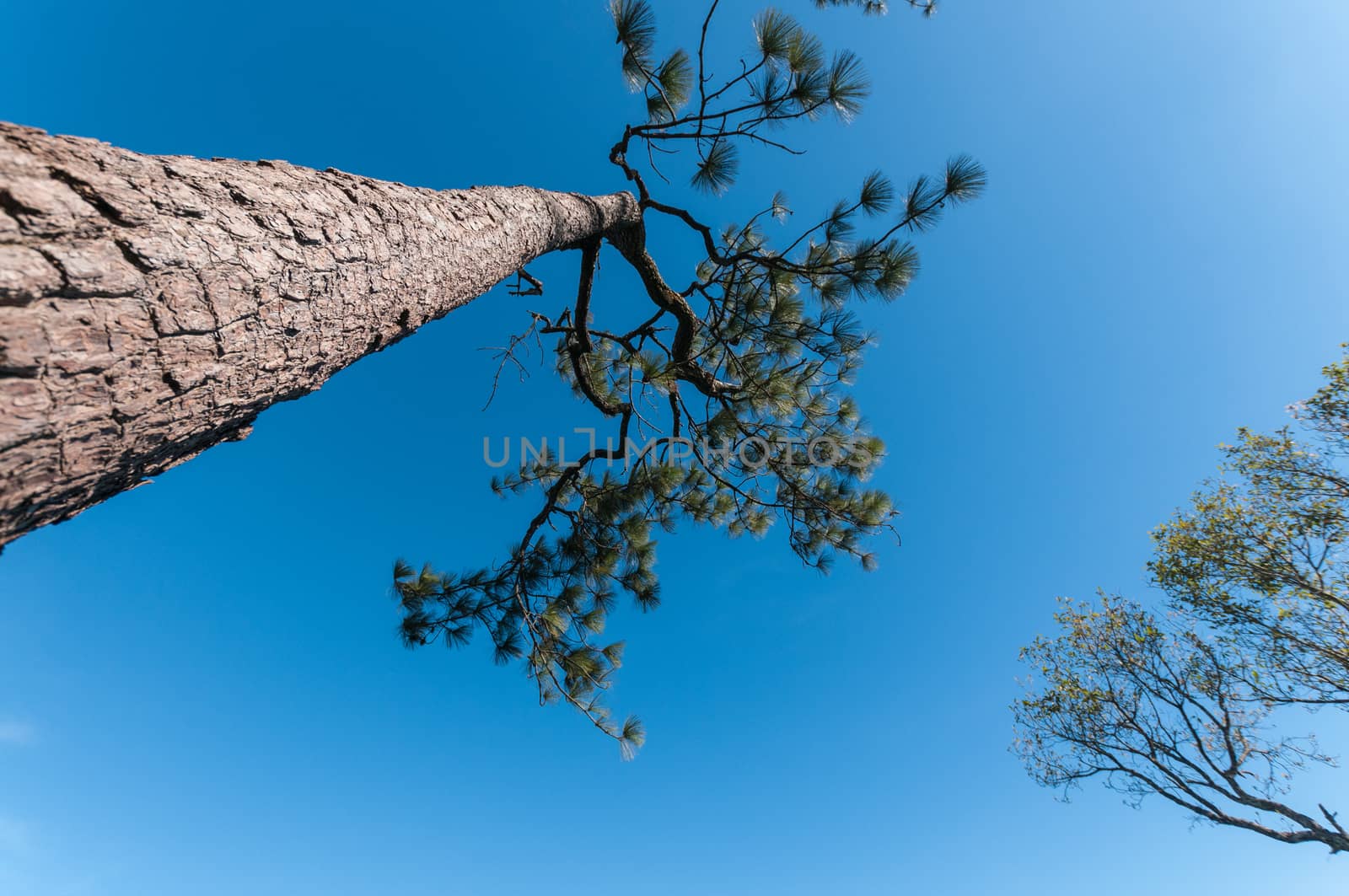 Pine tree with blue sky