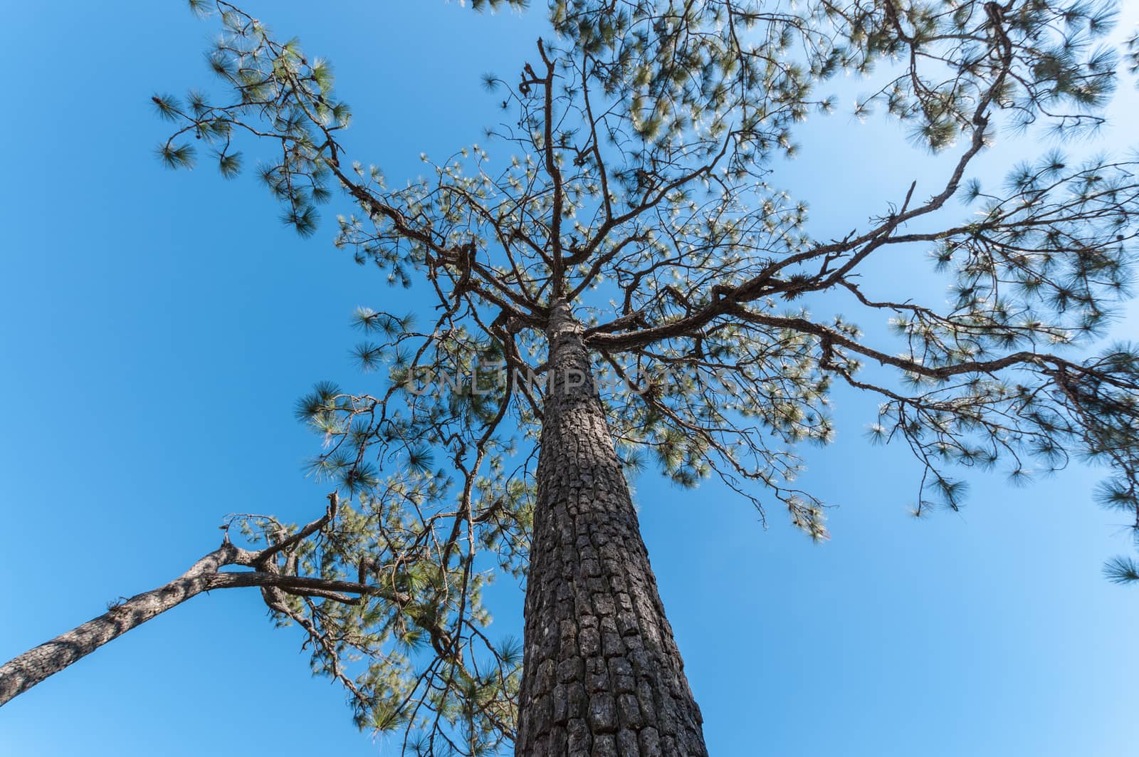 Pine tree with blue sky