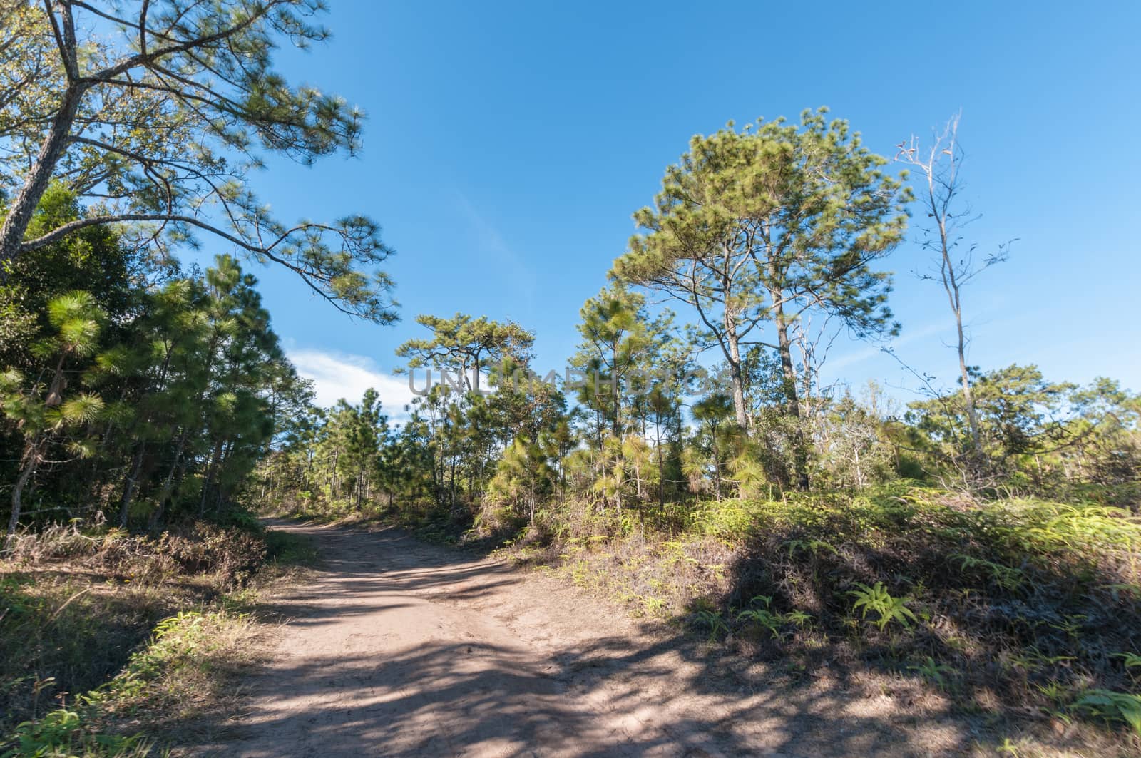 soil path in forest landscape