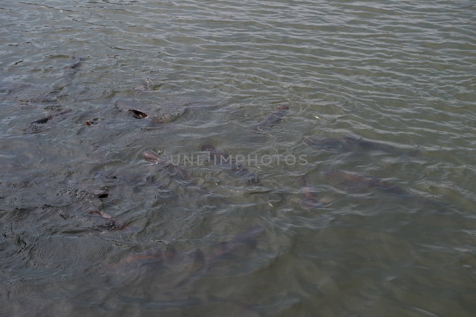 closeup group of fish in river