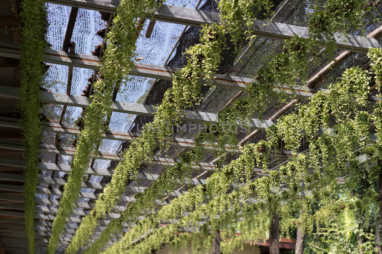 roof plant in garden