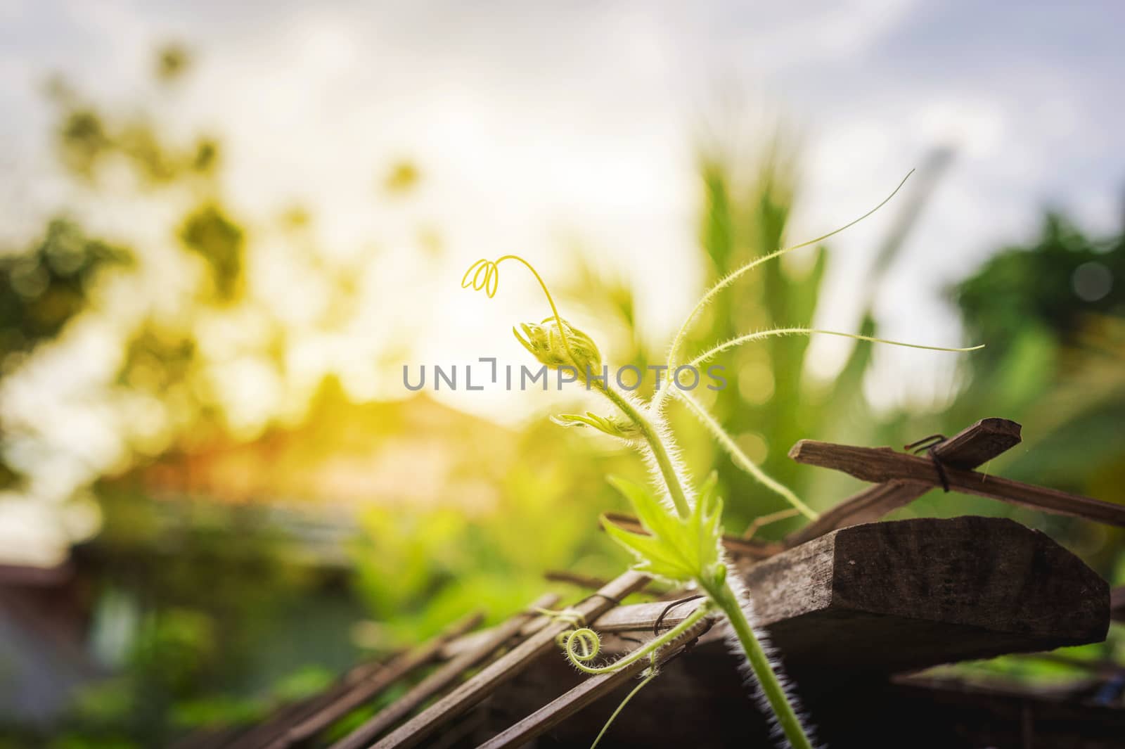 closeup of plant with morning light