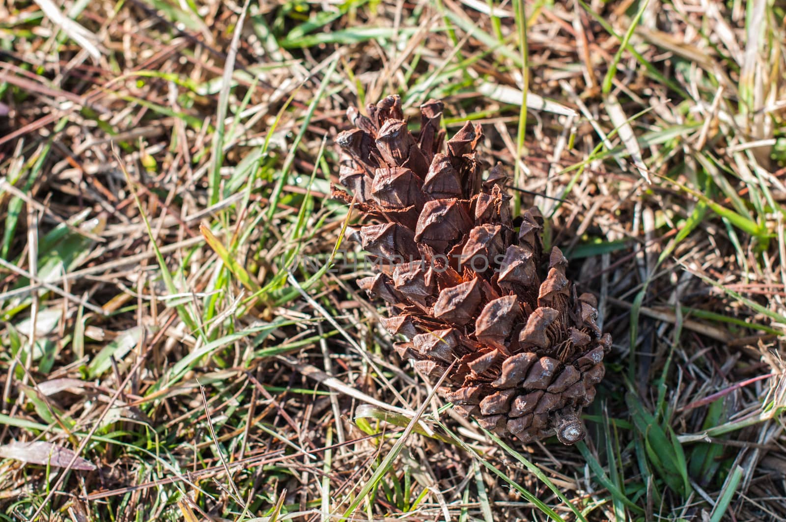 seed of pine on grass floor