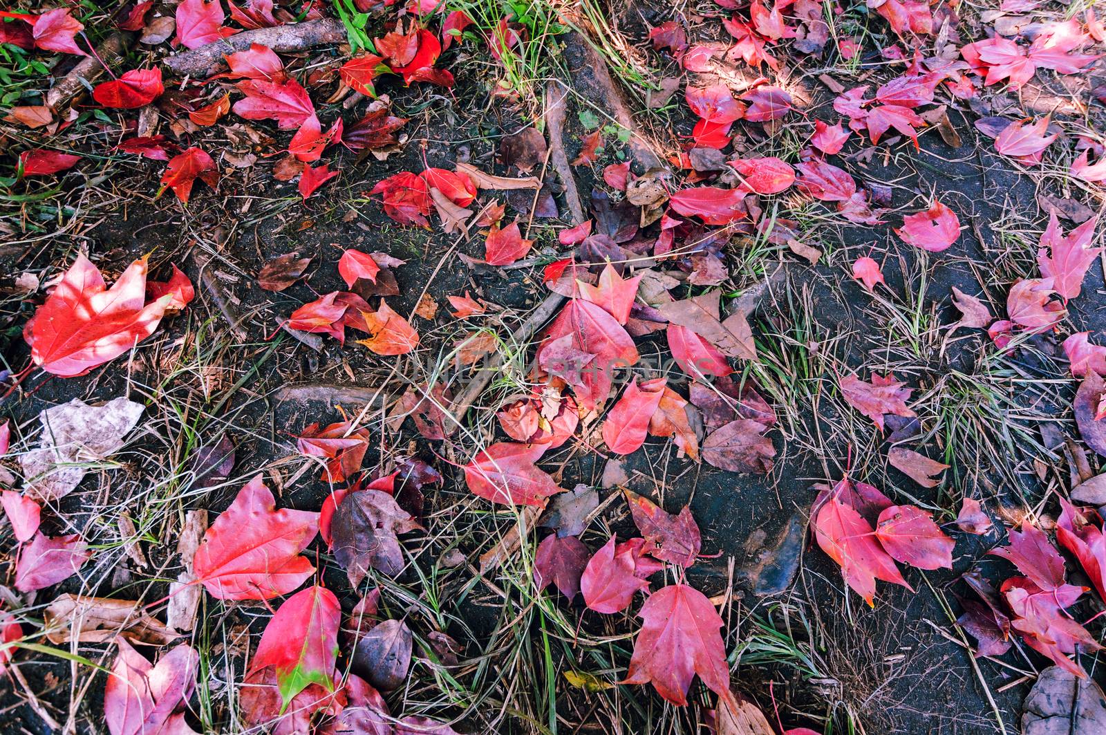 maple leaf on the floor