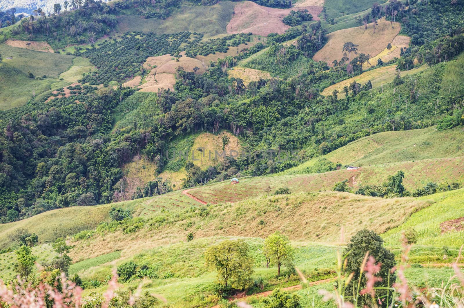 Closeup of tree in the mountain landscape