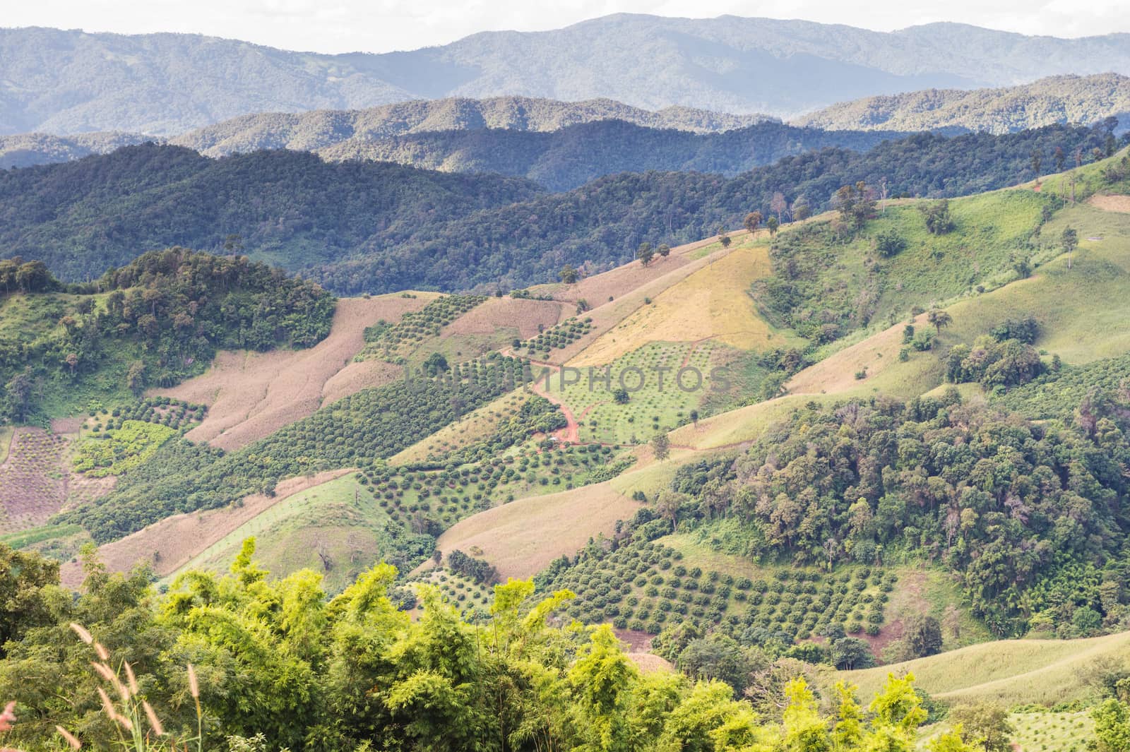 Closeup of tree in the mountain landscape