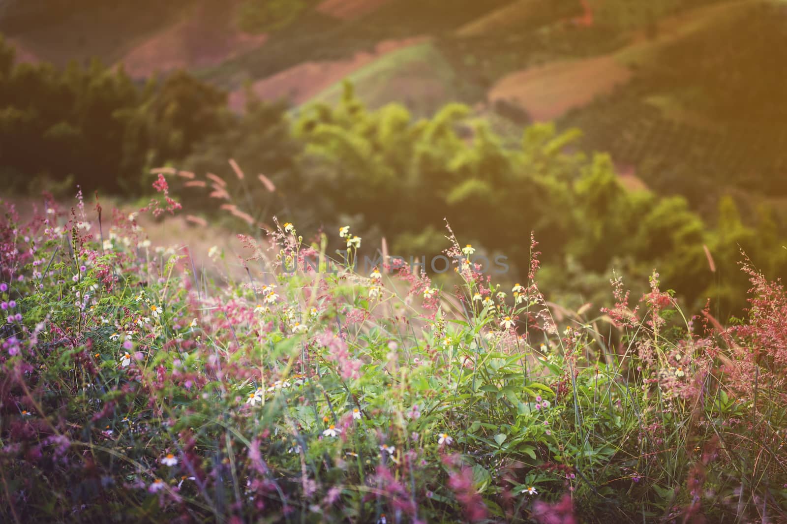 Closeup of grass flower on mountain landscape by sayhmog