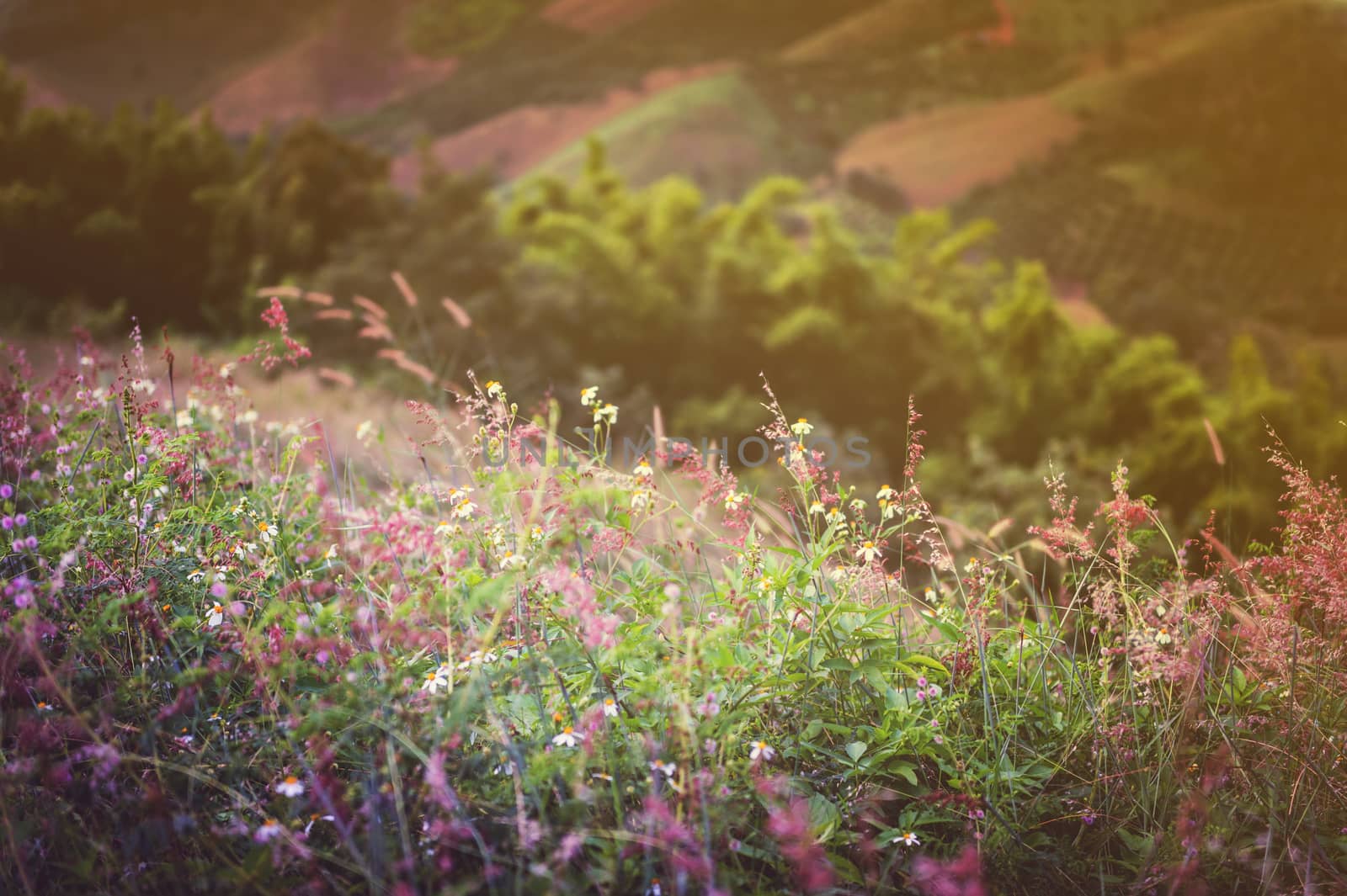 Closeup of grass flower on mountain landscape