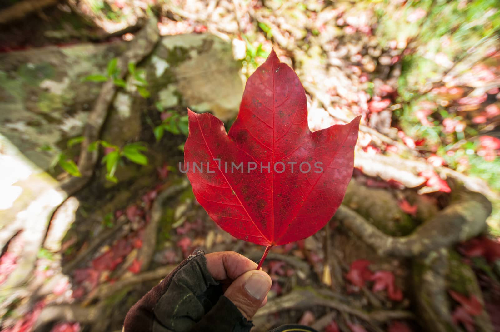 Closeup of hand holding maple leaf