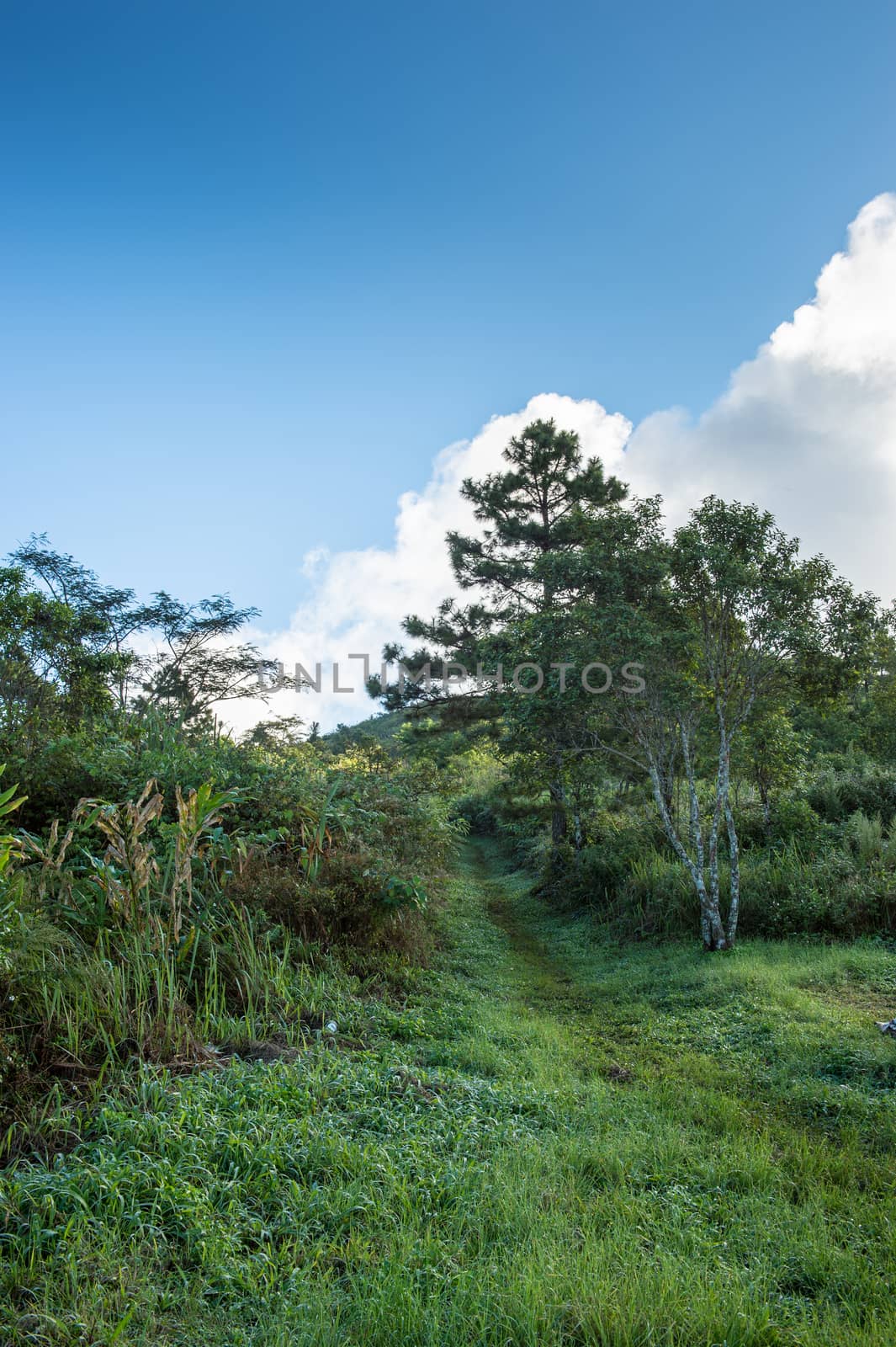 walkway on mountain landscape