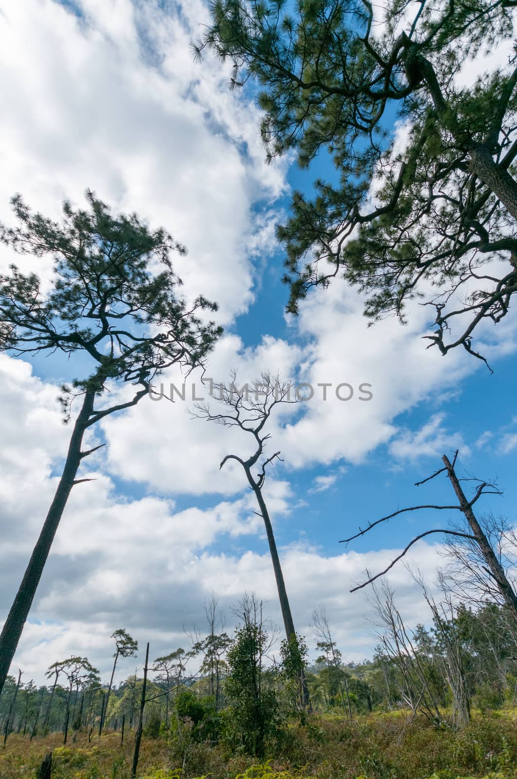 Landscape of Phu Kradueng National Park by sayhmog