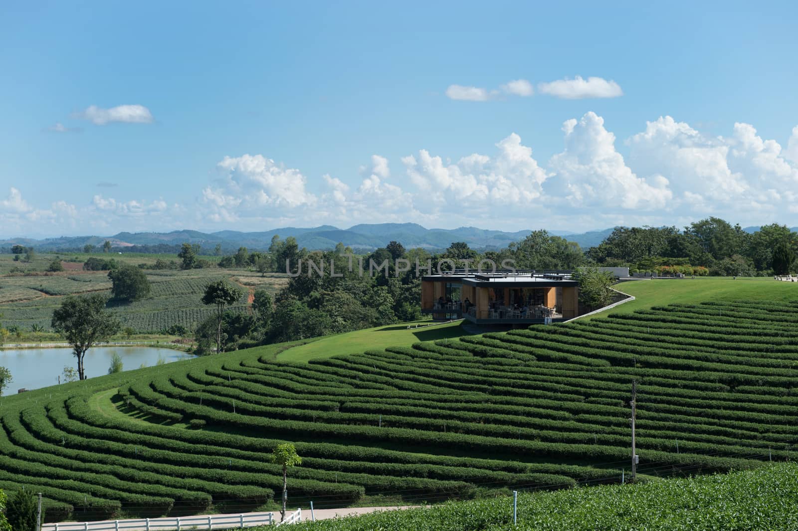 Landscape of tea plant field