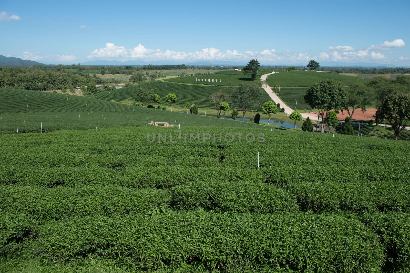 Landscape of tea plant field  by sayhmog