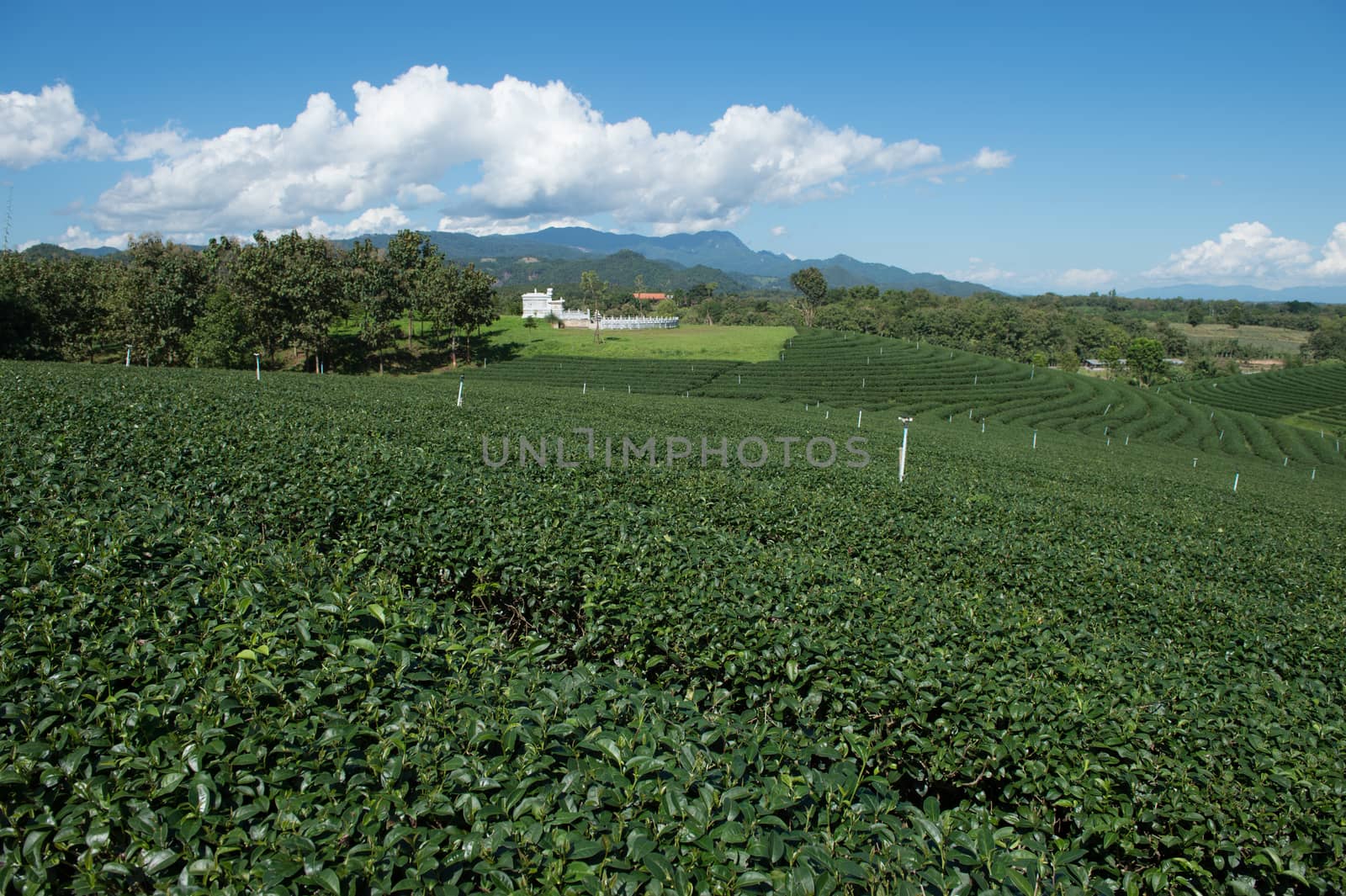 Landscape of tea plant field