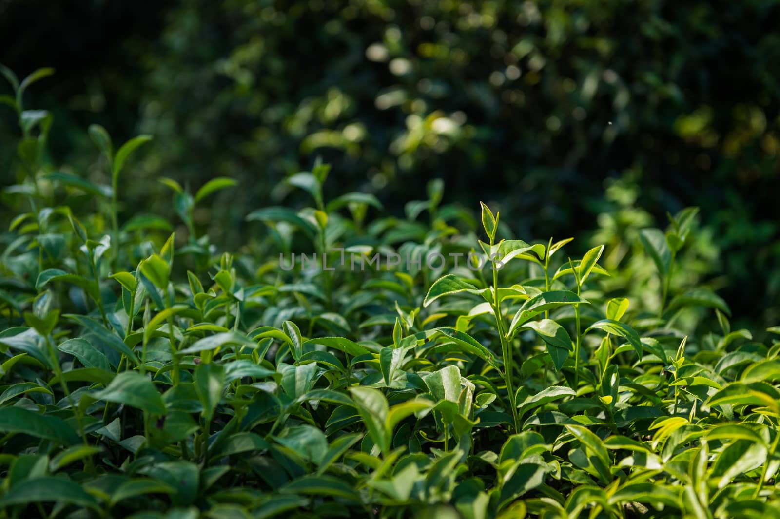 Closeup of tea plant by sayhmog