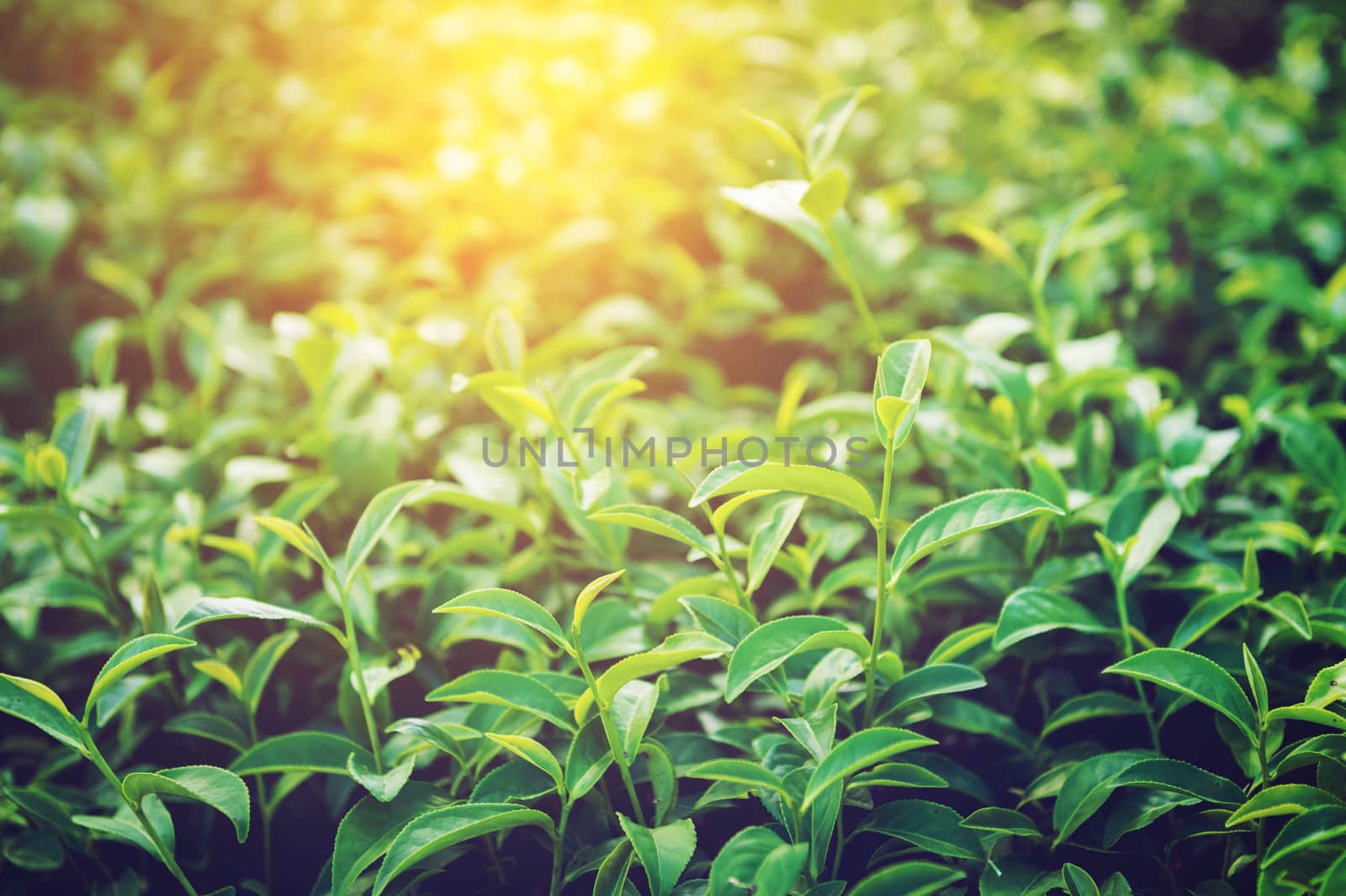 Closeup of tea plant by sayhmog