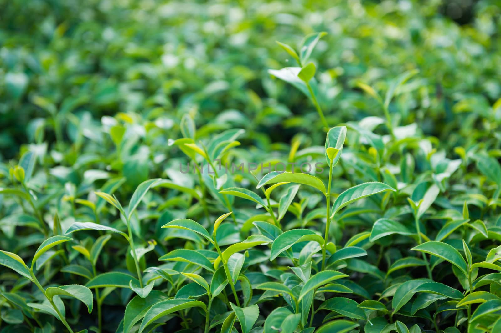 Closeup of tea plant