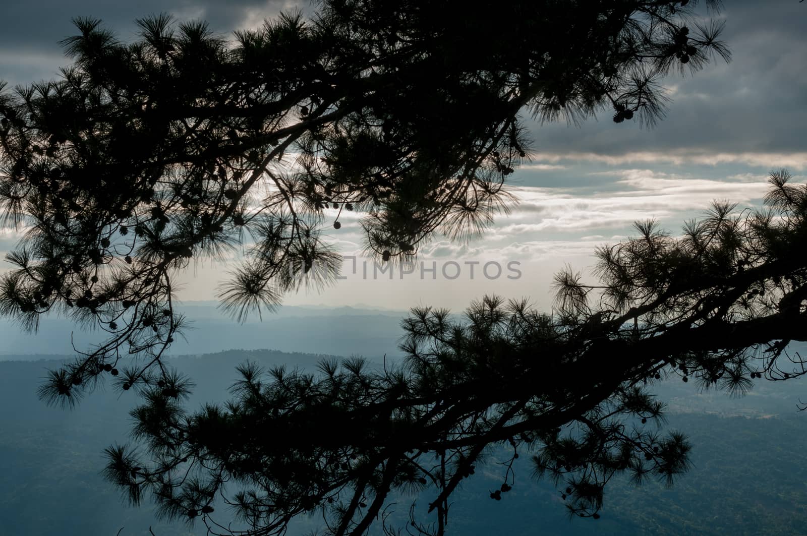 Closeup of pine tree with sky landscape by sayhmog
