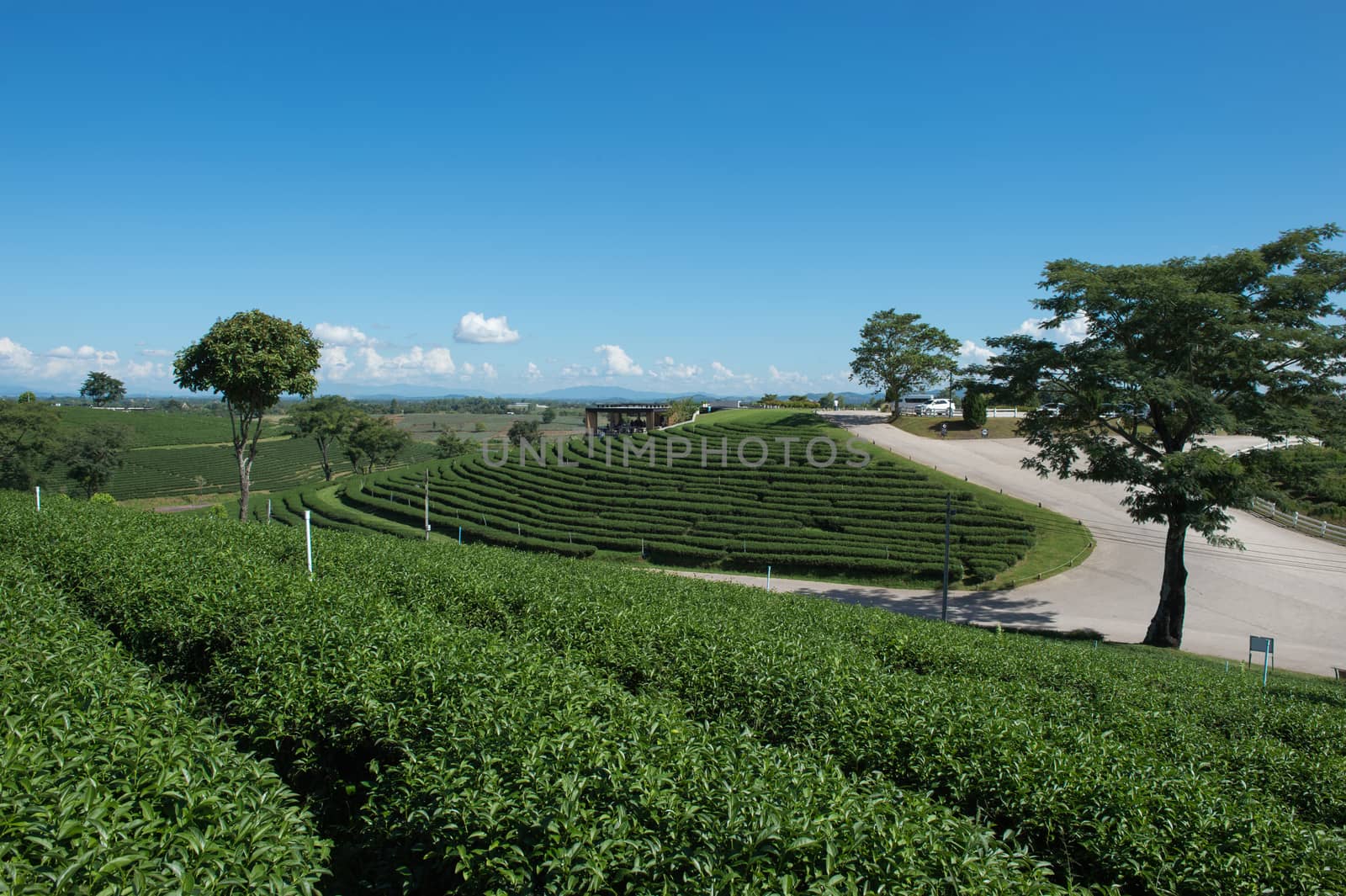 Landscape of tea plant field