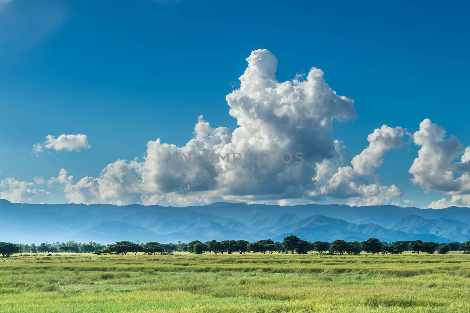 Landscape of field rice with clouds sky