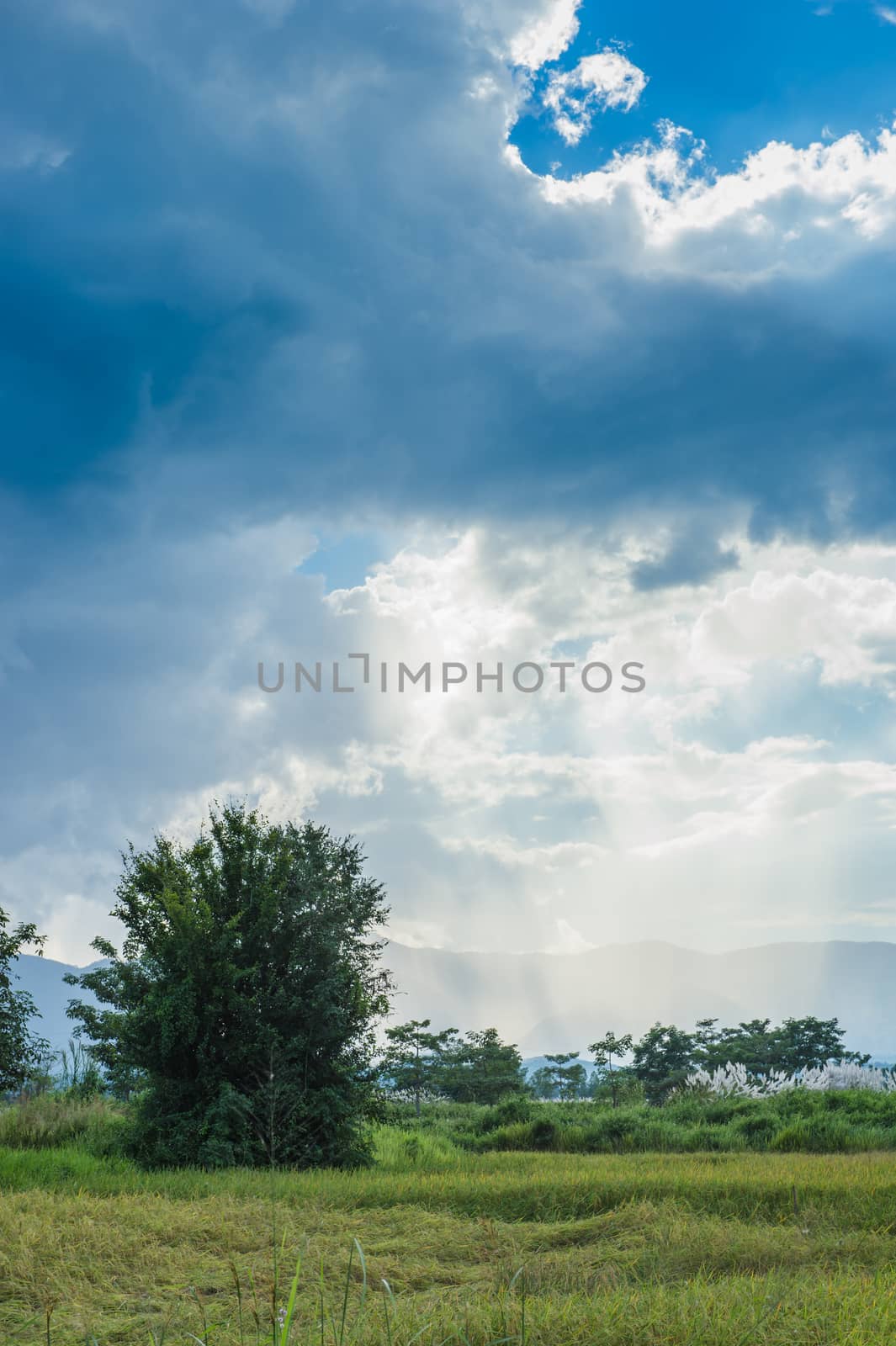 Landscape of field rice with clouds sky by sayhmog