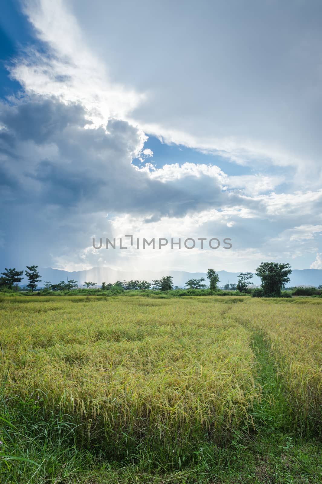 Landscape of field rice with clouds sky