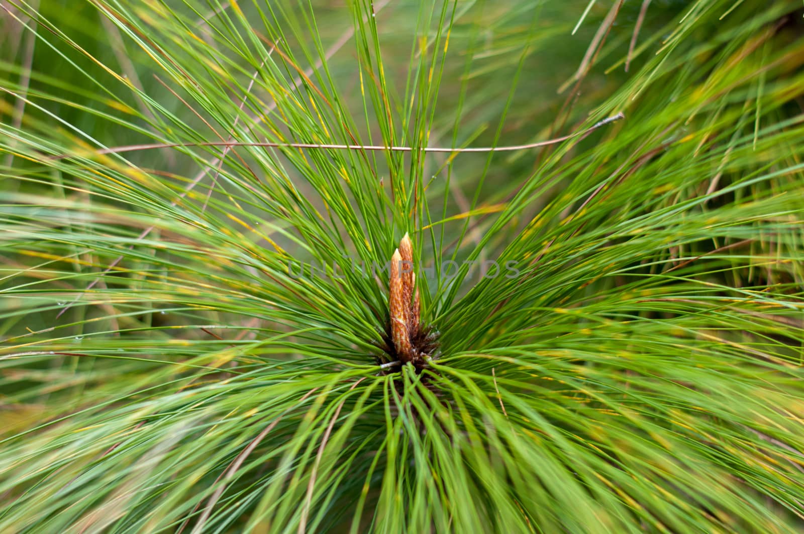 Closeup of pine flower by sayhmog