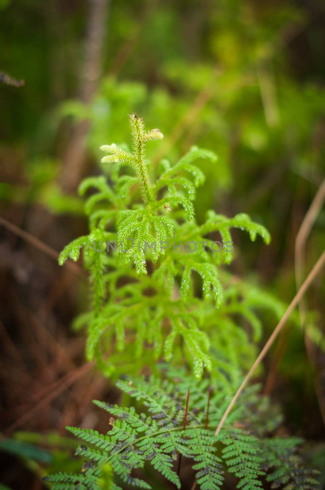 closeup of fresh plant in nature