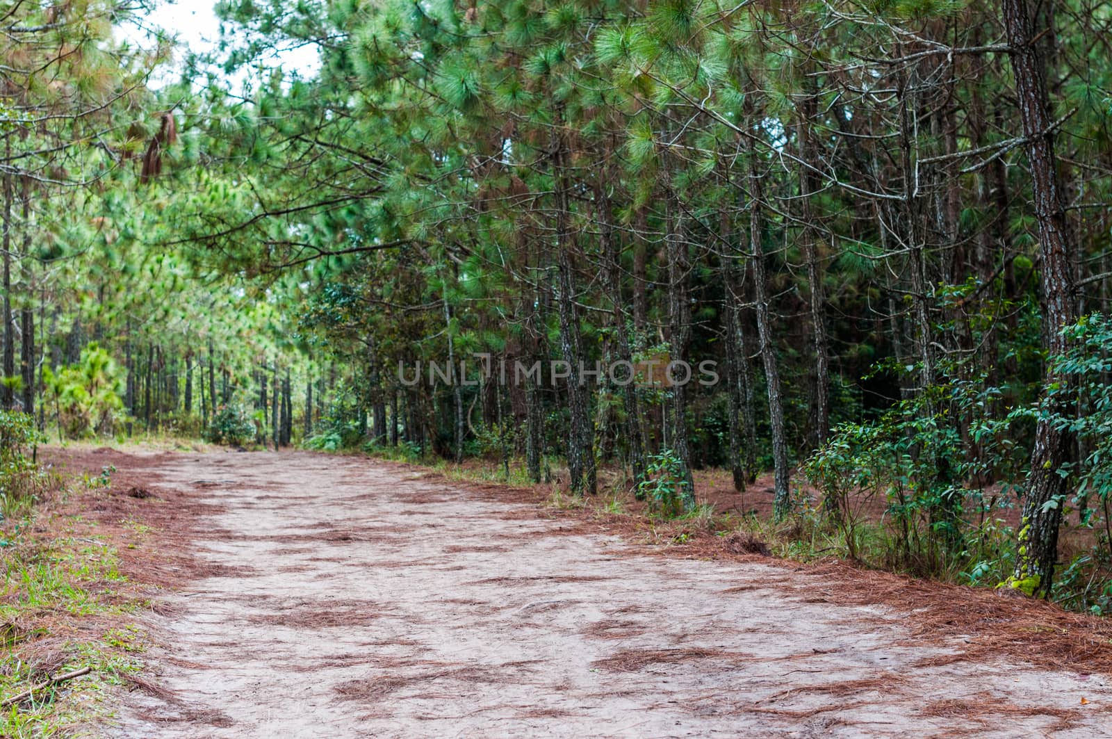 pathway in the forest landscape by sayhmog