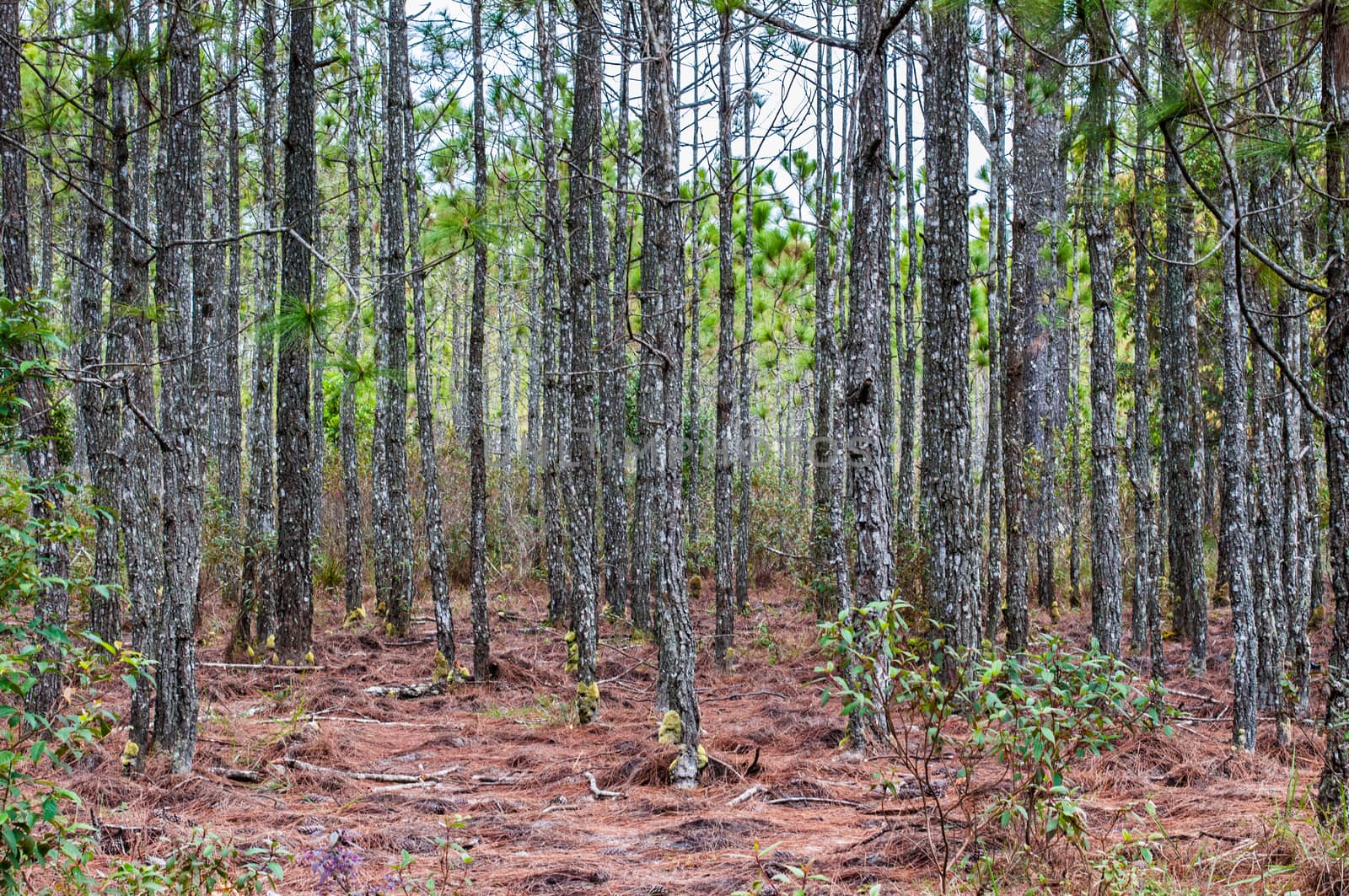 Pine tree in forest background